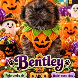 Bentley - Brindle male Shih Tzu puppy in Dallas, Texas from Almost Heaven Shih Tzu