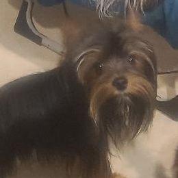 Zeus - Yorkshire Terrier
