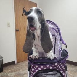 Manuka - Blue and white female Basset Hound puppy in Surprise, Arizona from Howlin Hounds