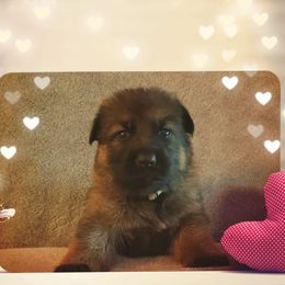 German Shepherd Puppies from Shepherd's Watch