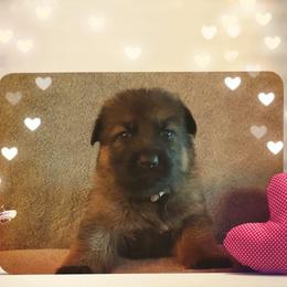 German Shepherd Puppies from Shepherd's Watch