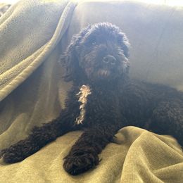 Cora - Poodle