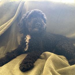 Cora - Poodle