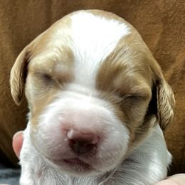 Zina boy 1 - Orange and white male Brittany puppy in Floyd Knobs, Indiana from Cross Creek Brittanys