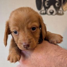 Remy - Sable female Dachshund puppy in Marshall, Texas from Wilson's Kennels