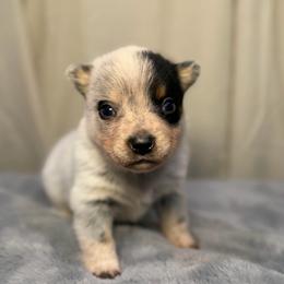Megatron - Blue mottled male Australian Cattle Dog puppy in Rosharon, Texas from 4Surge Cattle Dogs