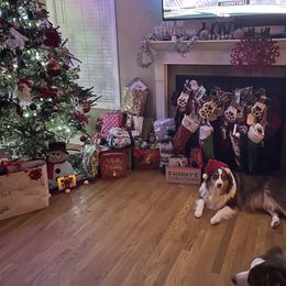 Australian Shepherd Puppies from Aussome Aussies