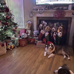 Australian Shepherd Puppies from Aussome Aussies