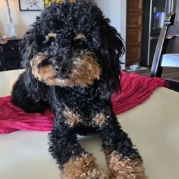 Walter - Poodle