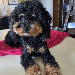 Walter - Poodle