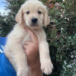 Black collar - Golden male Golden Retriever puppy in Jesup, Georgia from Painted Platinum Retrievers (Painted Platinum Kennel) PPK