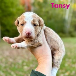 Tansy - Yellow and white female Bernedoodle puppy in Midland, Michigan from Northern Charm Farm