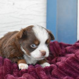 Waffle - Red tri female Toy Australian Shepherd puppy in Lubbock, Texas from Texas Bluebonnet Herders