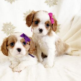 Cavalier King Charles Spaniel and Cavapoo Puppies from Red Skye Cavaliers and Cavapoos