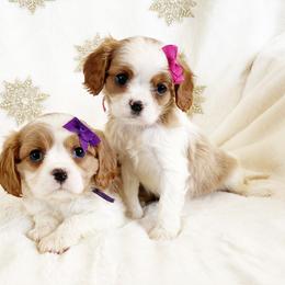 Cavalier King Charles Spaniel and Cavapoo Puppies from Red Skye Cavaliers and Cavapoos