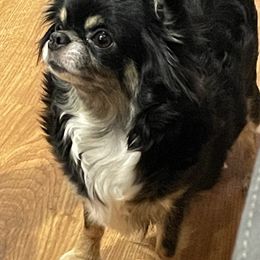 Echo - Chihuahua