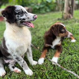 Oreo - Miniature Australian Shepherd puppy in Alabama from SBA Aussies