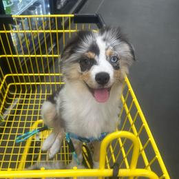 Nimbus - Blue merle male Miniature Australian Shepherd puppy in Interlachen, Florida from Lucky Bones Miniature Australian Shepherds