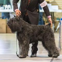 Bouvier des Flandres from Bon Chien Bouviers