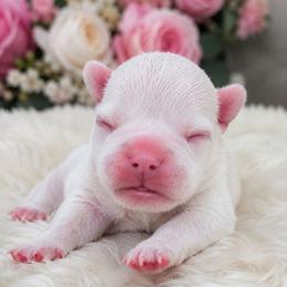 Platinum cream  girl - Cream female French Bulldog puppy in Howell, Michigan from Jessicah's Frenchies Michigan's French Bulldog Breeder