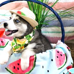 Siberian Husky Puppies from B&H Husky Farm