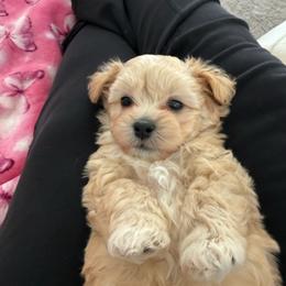 Jordan - Apricot male Maltipoo puppy in Colonial Beach, Virginia from BeachRidge Pups