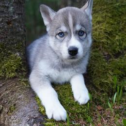 Denver - Agouti and white female Siberian Husky puppy in Wiscasset, Maine from Running with Huskies