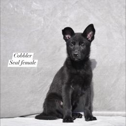 Cobbler - Black seal female German Shepherd puppy in New Cambria, Missouri from Des Hausraben Shepherds