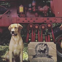Labrador Retrievers from Hunter's Rose Kennel