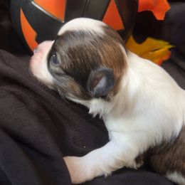 Pumpkin - Black and white male Chihuahua puppy in Austin, Indiana from Dog Bones N Harmony