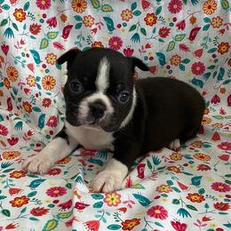 Victor - Black and white male Boston Terrier puppy in Fillmore, Illinois from Wind Hill Puppies