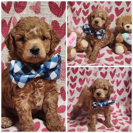 Peter Pan - Red  male Poodle puppy in Elma, Washington from Joyful Paw Poodles