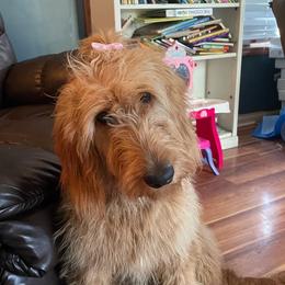 Coco - Goldendoodle