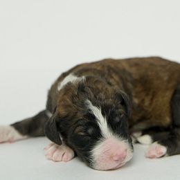 Magneto - Brindle Double Doodle puppy in Houston, Texas from Texas Castle Doodles