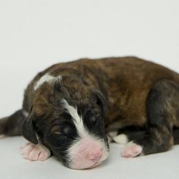 Magneto - Brindle Double Doodle puppy in Houston, Texas from Texas Castle Doodles