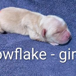 Girl 4 - female Golden Retriever puppy in Pamplin, Virginia from Hope & Joy Acres