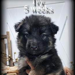 Ivy - Black and red female German Shepherd puppy in Sequim, Washington from German Shepherd Haus
