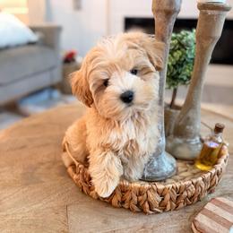 Milo - Wheaten male Miniature Schnauzer puppy in Orange City, Florida from Xaysha’s Miniature Schnauzers