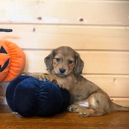 Rip - Dapple male Dachshund puppy in Decatur Iowa, Iowa from Anastasia Knight's Cocker Spaniels