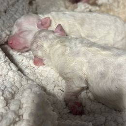 Pepper - White Bichon Frise puppy in Ocala, Florida from Savannah Bichons
