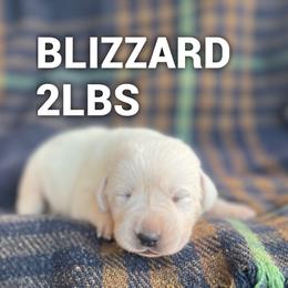 Blizzard - Yellow male Labrador Retriever puppy in Puyallup, Washington from 12 Door Farm Labradors
