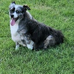 Miniature Australian Shepherds and Toy Australian Shepherds from Rowdy Ranch Tx