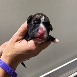 Boy 1 - Brindle male Boxer puppy in Jamesville, New York from Reynolds Homestead Boxers