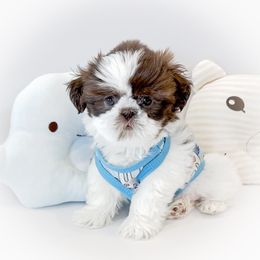 Shih Tzu Puppies from Arizona Sunrise Shih Tzus