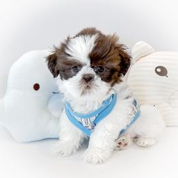 Shih Tzu Puppies from Arizona Sunrise Shih Tzus