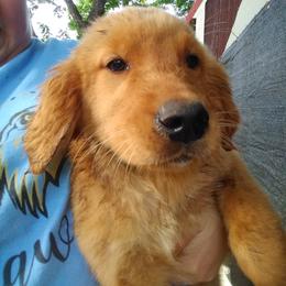 Golden Retriever Puppies from Ginger Snap Golden Retrievers