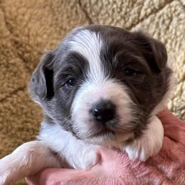 Favor - Dilute blue female Australian Shepherd puppy in Canton, Mississippi from Haven Farms Australian Shepherds