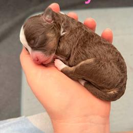Glory - Red tri-color female Aussiedoodle puppy in Lincoln, California from Frenchie LOVE and Doodles