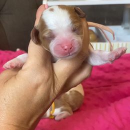 Cookie - Blenheim female Cavapoo puppy in Van Alstyne, Texas from Home Grown Puppies