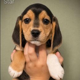 Star - Black tan and white female Beagle puppy in Lake City, Florida from Patriot Beagles